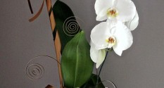 Kompozycja orchidea 2
